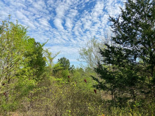 Farris 115 Timber: 00 CR 2215, Daingerfield, TX 75638